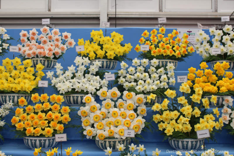 Daffodils in the Great Pavilion at the Chelsea Flower Show