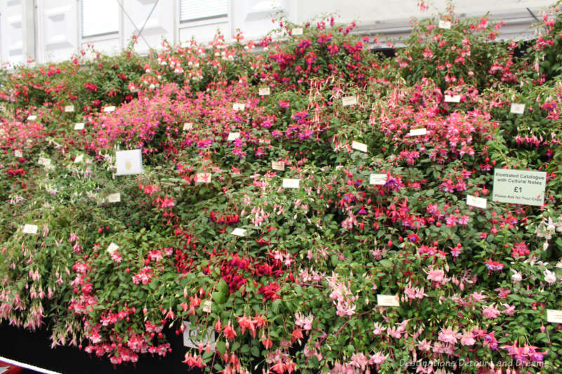 Fuchsias at the Chelsea Flower Show