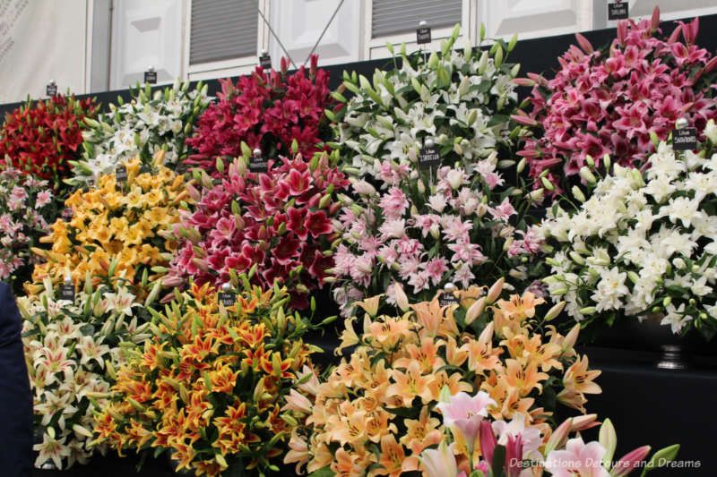 Lilies at the Chelsea Flower Show