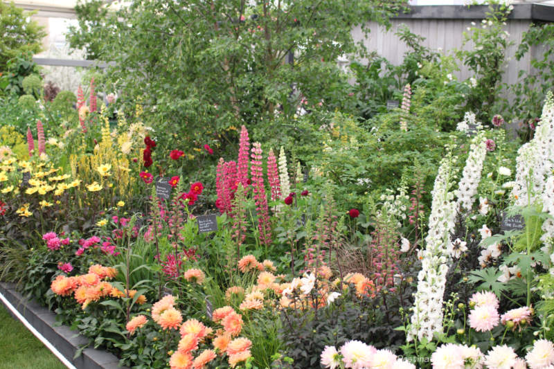 Meadow-like display of flowers at the Chelsea Flower Show