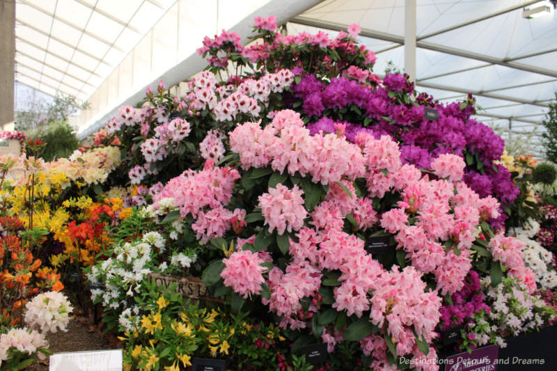 Rhododendrons at the Chelsea Flower Show