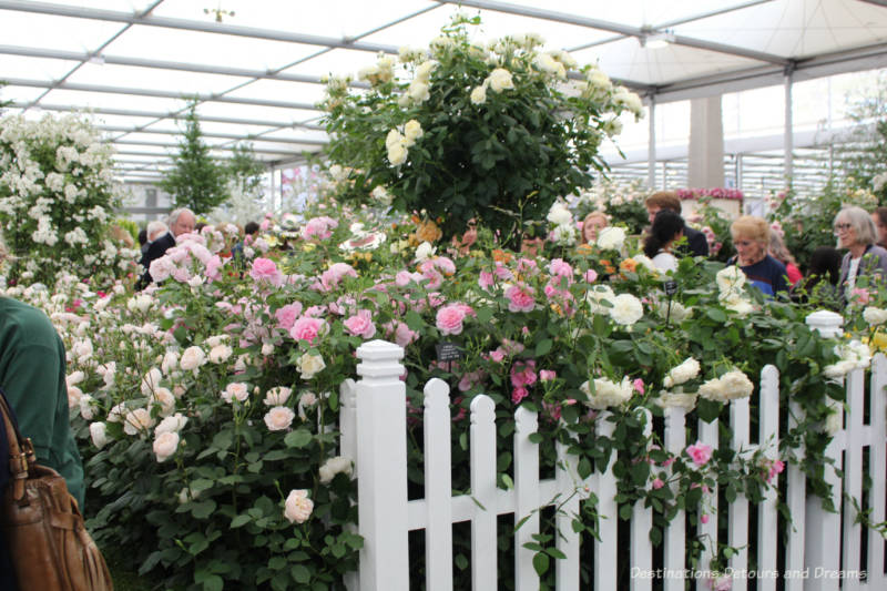 Roses at the Chelsea Flower Show