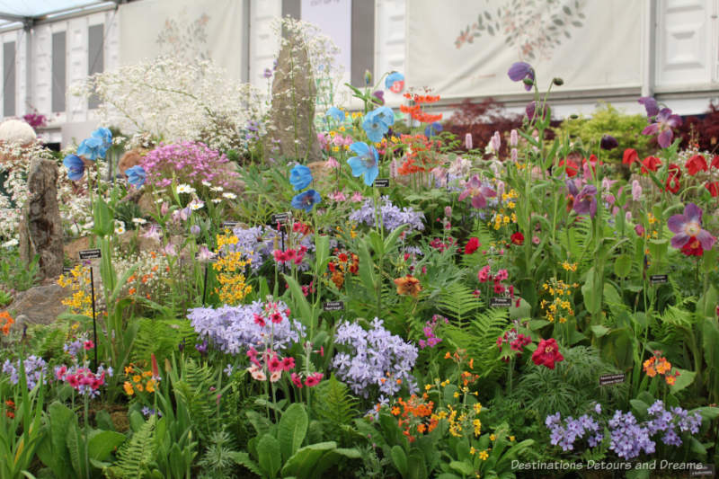 Wildflower display at the 2019 Chelsea Flower Show