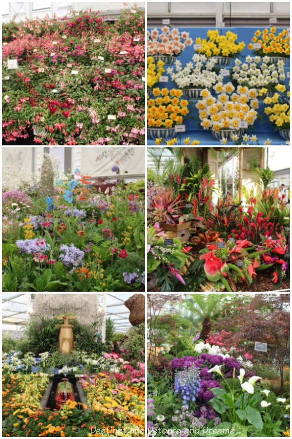 A sample of the displays in the Great Pavilion at the 2019 Chelsea Flower Show