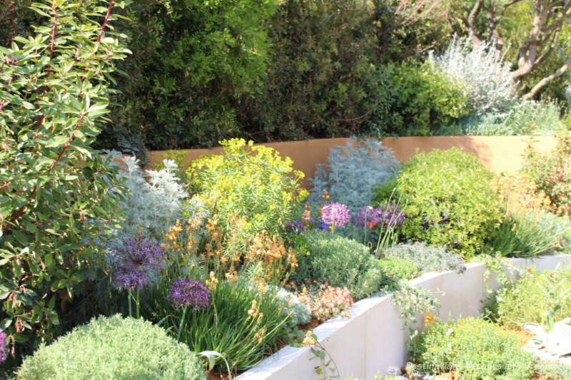 Border foliage in the Dubai Majlis Garden at the 2019 Chelsea Flower Show