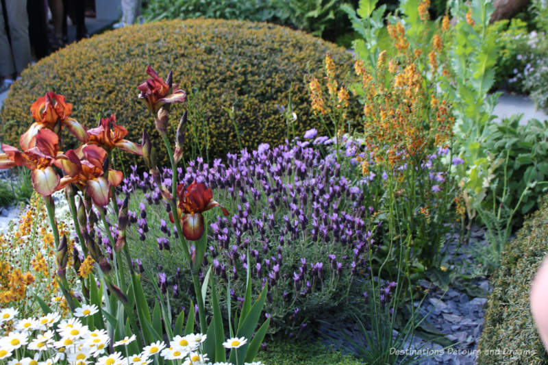 Topiary dome, purple and yellow flowers in the Chelsea 2019 Morgan Stanley Garden