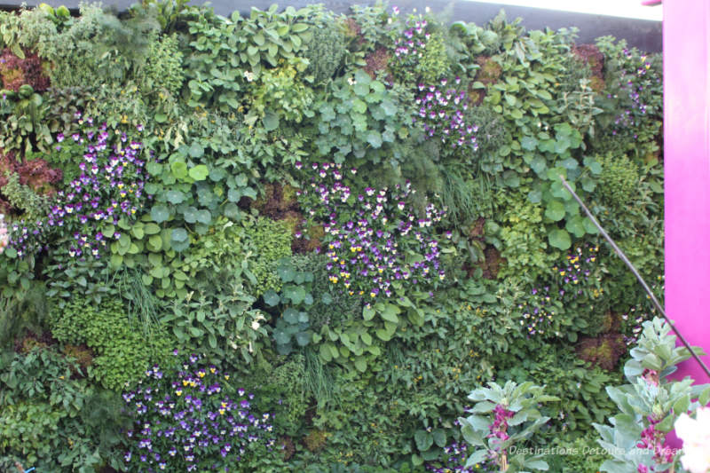 Living wall of greenery and purple and white flowers in the Montessori Centenary Children's Garden at the 2019 Chelsea Flower Show