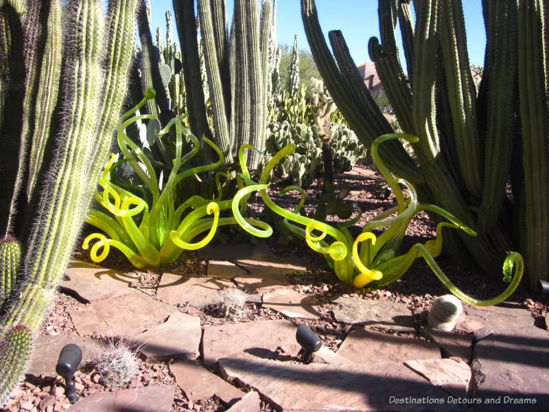 Chihuly yellow sculpture between cacti at Phoenix Desert Botanical Garden