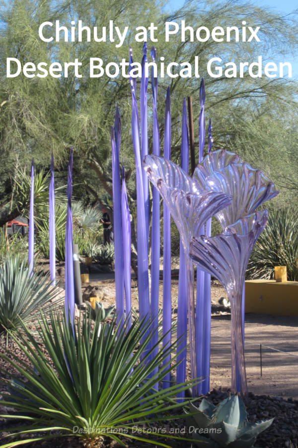 Dale Chihuly works on display at Desert Botanical Garden in Phoenix, Arizona illustrate the magic of a garden setting for his unique glass art #Chihuly #glassart #artinthegarden