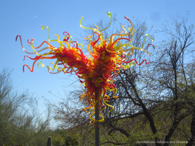 Red and yellow swirls of glass on the Chihuly sculpture at the entrance to Desert Discovery Loop Trail at Phoenix Desrt Botanical Garden 