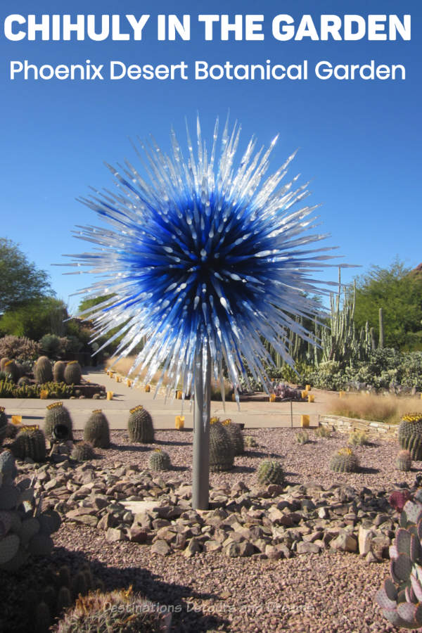Dale Chihuly works on display at Desert Botanical Garden in Phoenix, Arizona illustrate the magic of a garden setting for his unique glass art #Chihuly #glassart #artinthegarden