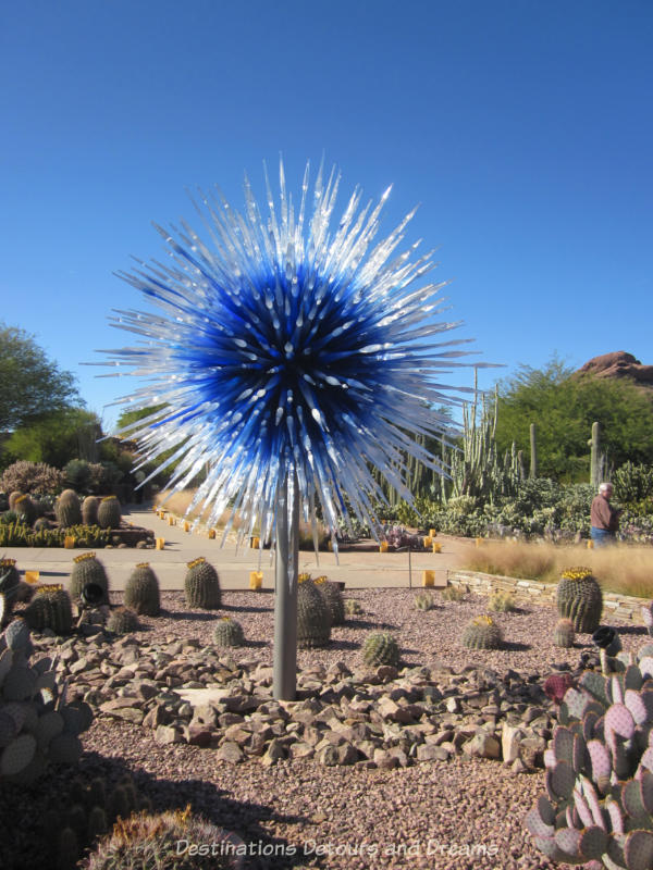 Chihuly blue and white spiked sculpture at the Desert Botanical Garden