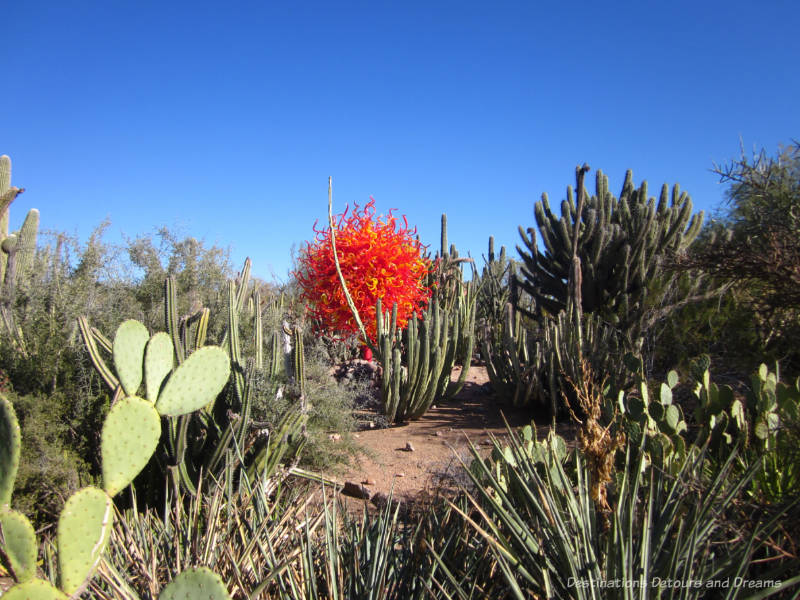 Red and orange Chihuly fireball type glass sculpture called "Summer" Sun" amid cacti in the Phoenix Desert Botanical Garden