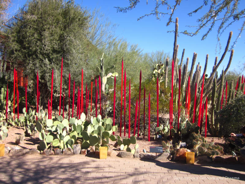 Chihuly Red Reeds in the Garden at Phoenix Desert Botanical Garden