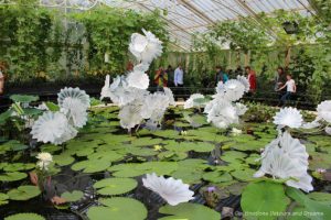 Chihuly blown-glass white flowers rimmed with black steel on a lily pond at Kew Gardens -