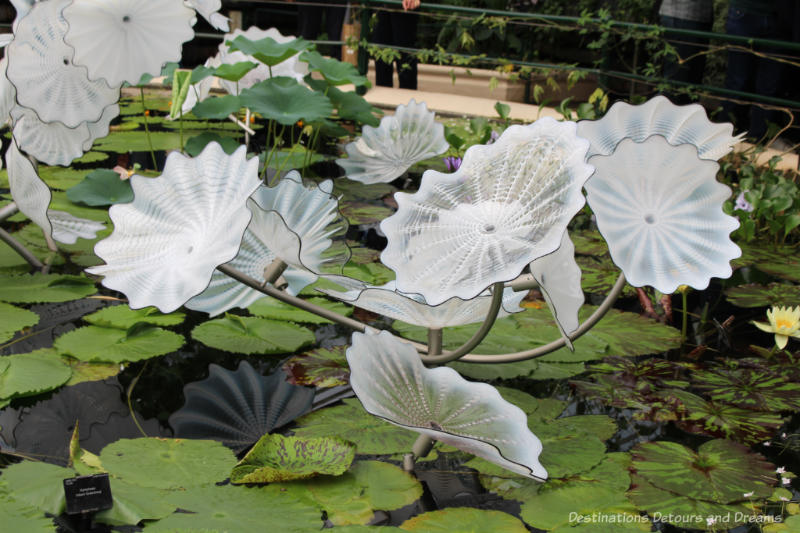 Close-up of the Chihuly blown-glass white flowers on the lily pond at Kew Garden