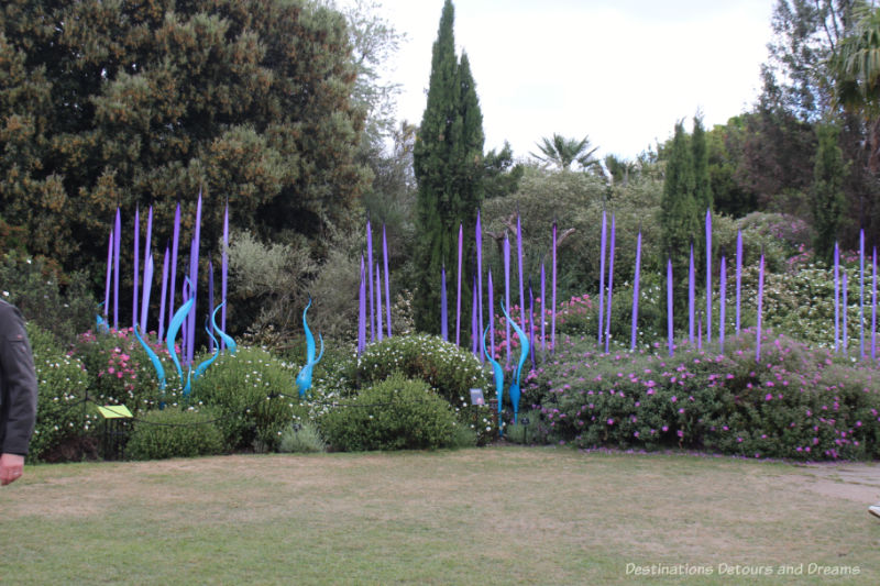 Chihuly purple and turquoise sculptures in the Mediterranean Garden at Kew