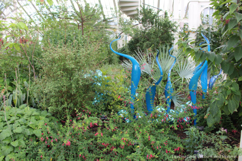 Chihuly turquoise glass sculptures amid greenery inside the Temperate House at Kew