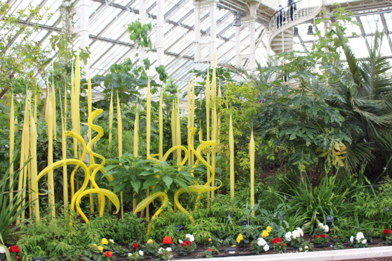 Yellow heron and reed glass sculptures by Chihuly amid the greenery of Kew Gardens Temperate House