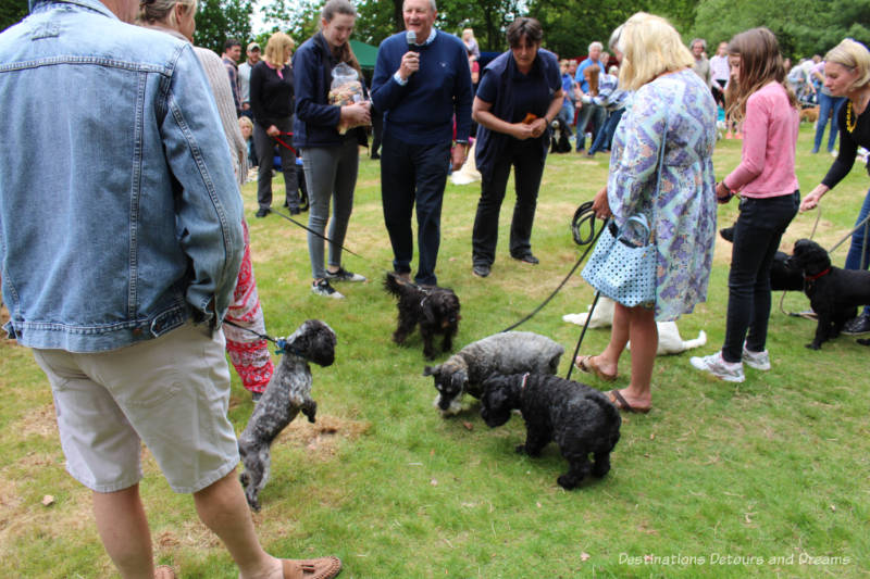 Biscuit catch dog competition at an English village fête