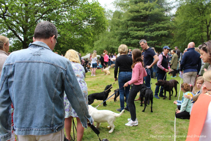 Dog competition at an English village fête