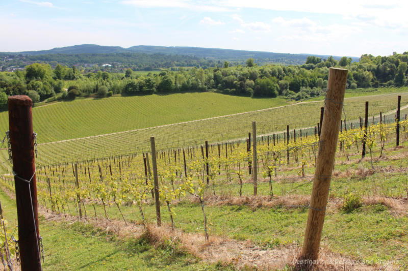 Grape vines growing on the hill with a view of the North Downs