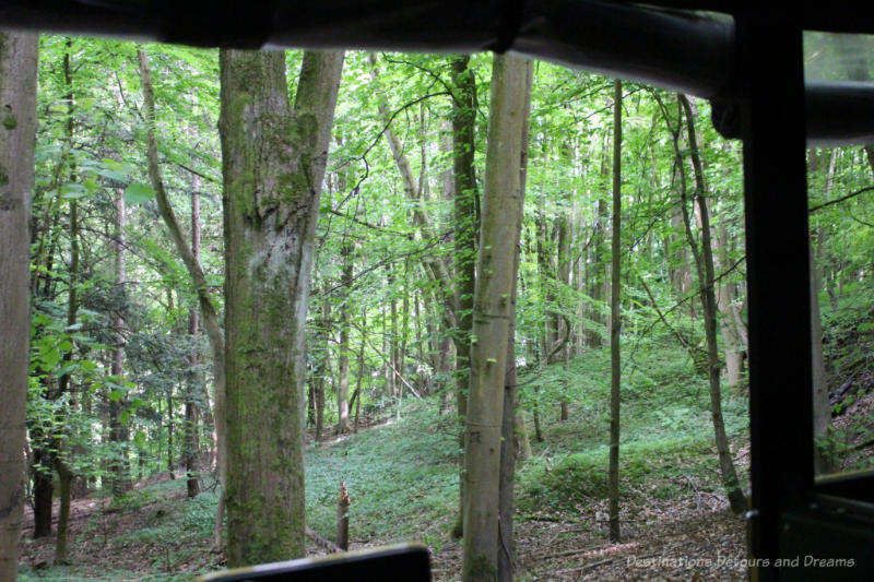 Forest area viewed from vehicle on Denbies Wine Estate Vineyard Tour