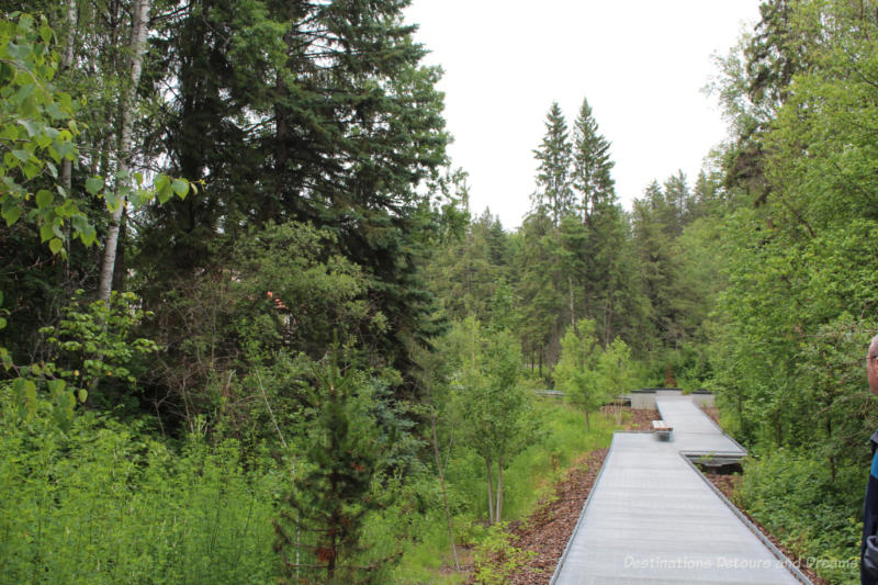 Walkway through Alberta trees to Aga Khan Garden