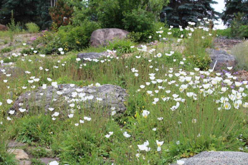 White flowers blooming in the meadow at the Patrick Seymour Alpine Garden