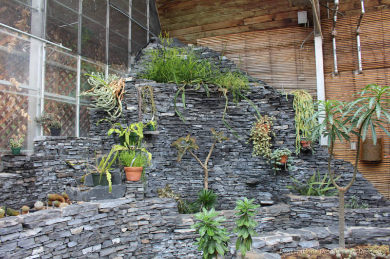 Succulent plant growing along a grey stone wall inside the Arid Showhouse at the University of Alberta Botanic Garden