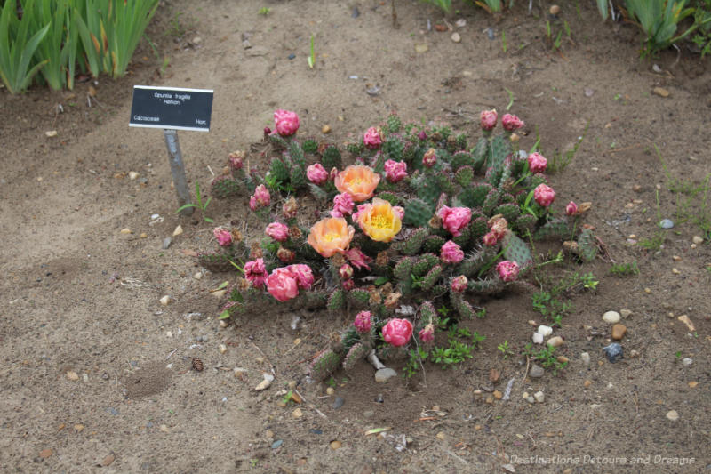 Cactus blooming pink flowers at the University of Alberta Botanic Garden