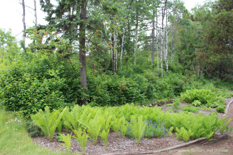 Ferns in foreground with trees in background at the University of Alberta Botanic Garden