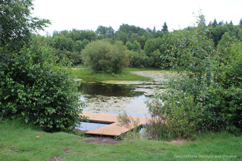 Marshy pond amid bush at University of Alberta Botanic Garden