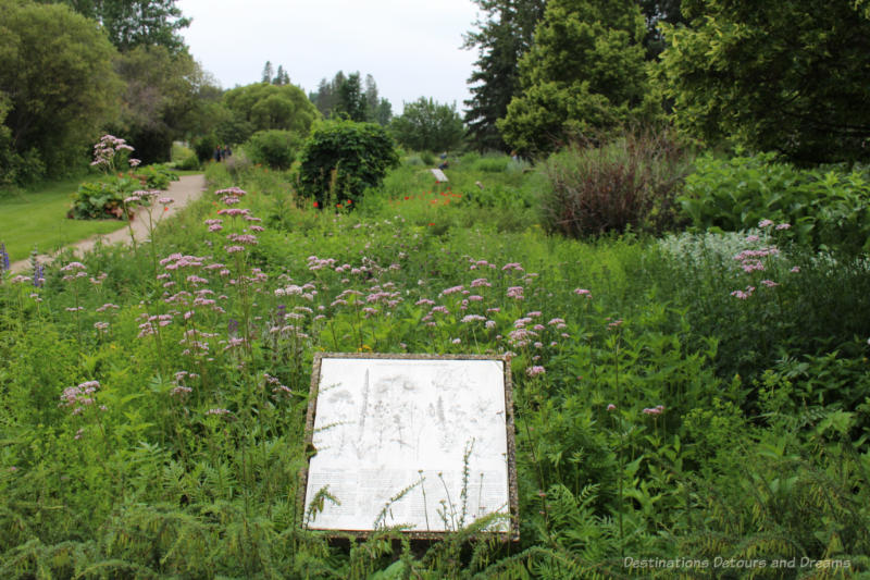 A wildish looking field of herbs at University of Alberta Botanic Garden