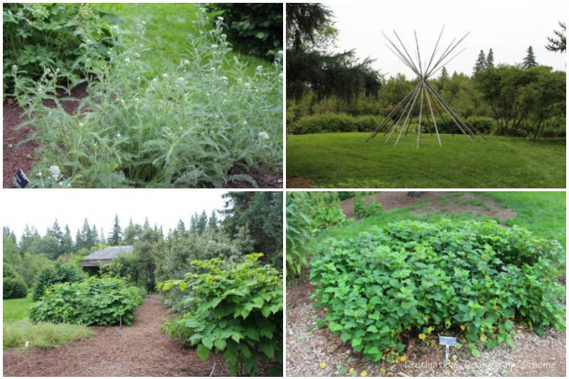 A collection of plants in the University of Alberta Botanic Garden Indigenous Garden