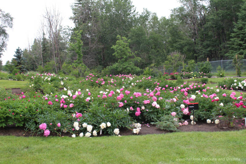 Peonies at University of Alberta Botanic Garden