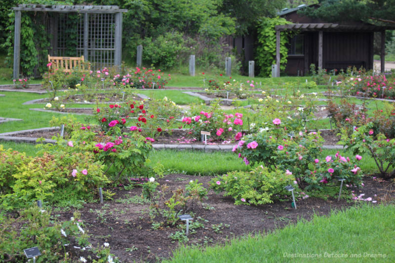 Beds of roses with pergola seating areas at back of garden in the Rose Garden at University of Alberta Rose Garden