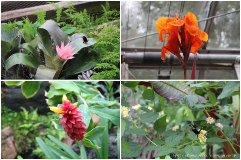 Samples of flowers (pink, orange, red, white) inside the U of A Botanic Garden Tropical Plant and Butterfly Showhouse