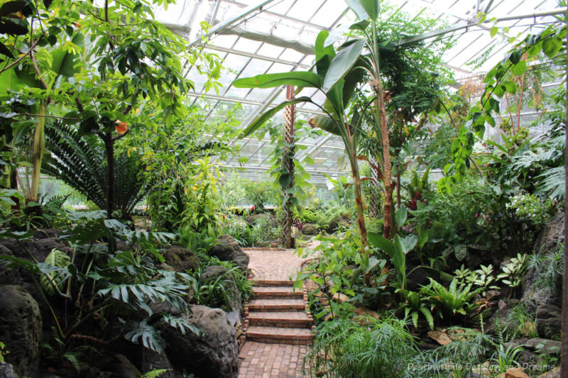 Lush green plants and a brick walkway insided the Tropical Plant and Butterfly Showhouse at U of A Botanical Garden