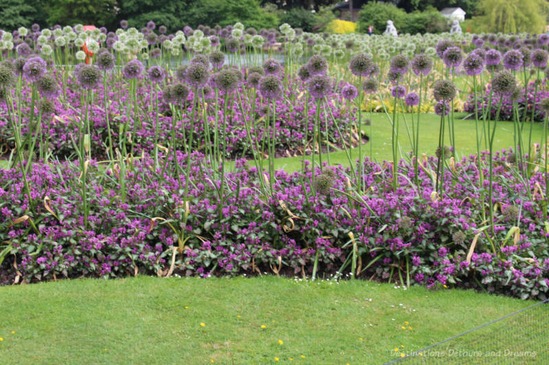 A field of purple allium blooms at Kew Gardens