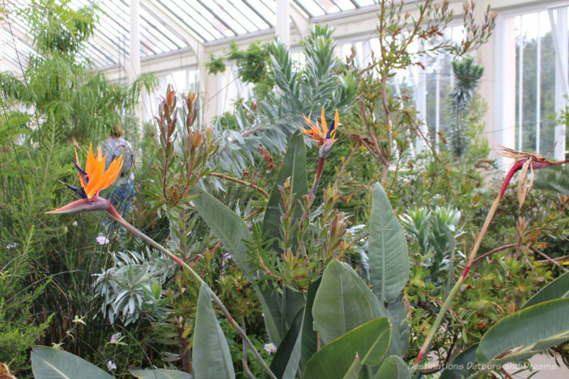 Bird of paradise plant