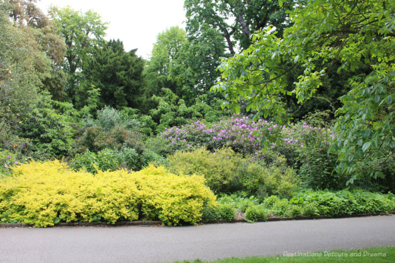 Flowering shrubs and trees along a walkway at Kew Gardens in London