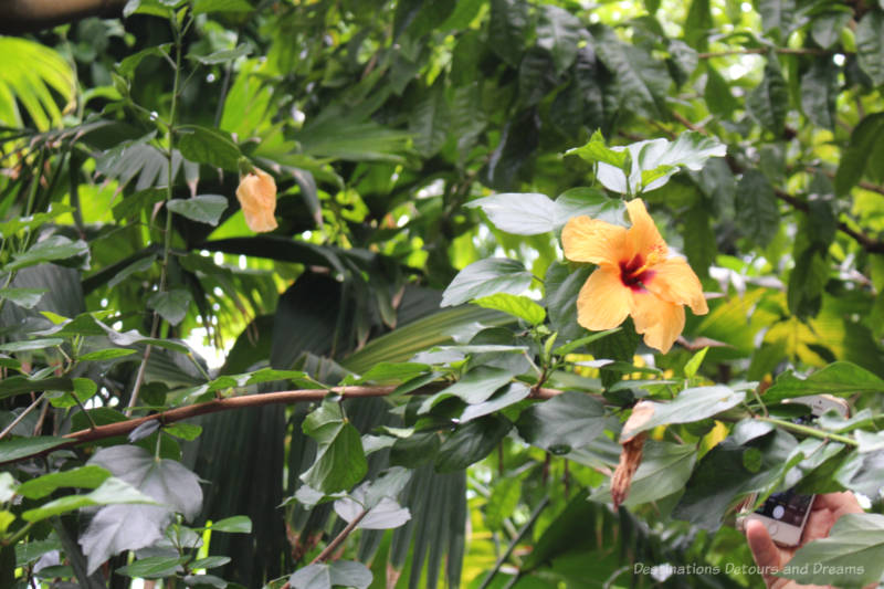 Orange hibiscus flower inside the Palm House at Kew