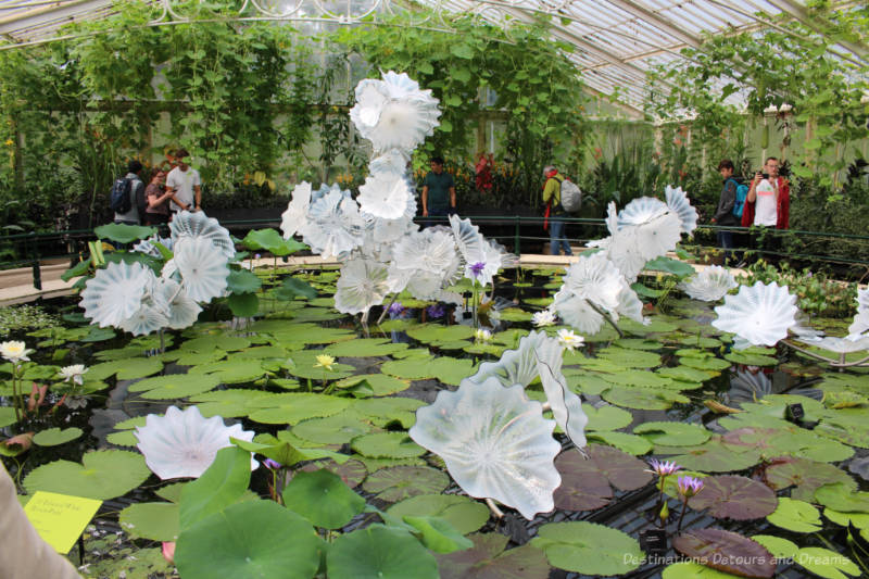 Pond inside the Waterlily House at Kew with floating water lilies and a Chihuly glass art exhibit