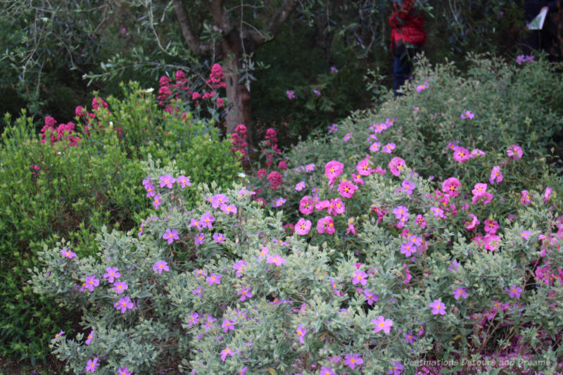 Pink and fuchsia flowers on shrubs at Kew