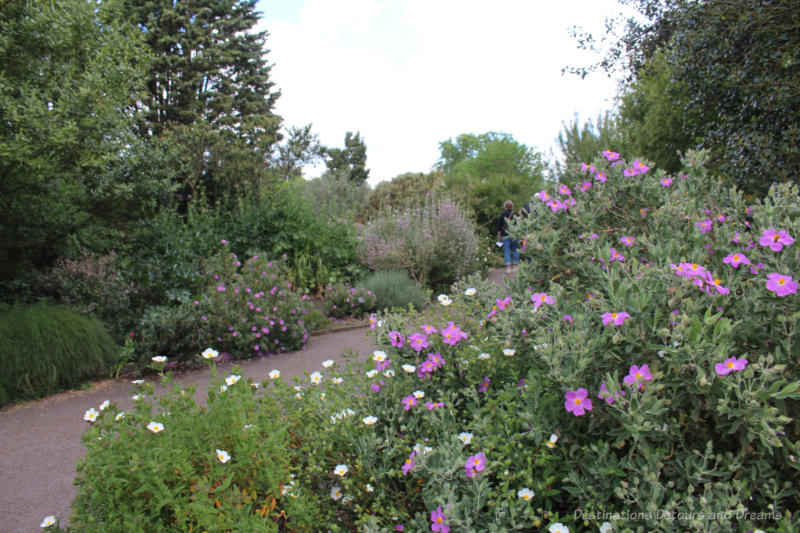 Shrubs with white and pale purple flowers in the Mediterranean Garden at Kew