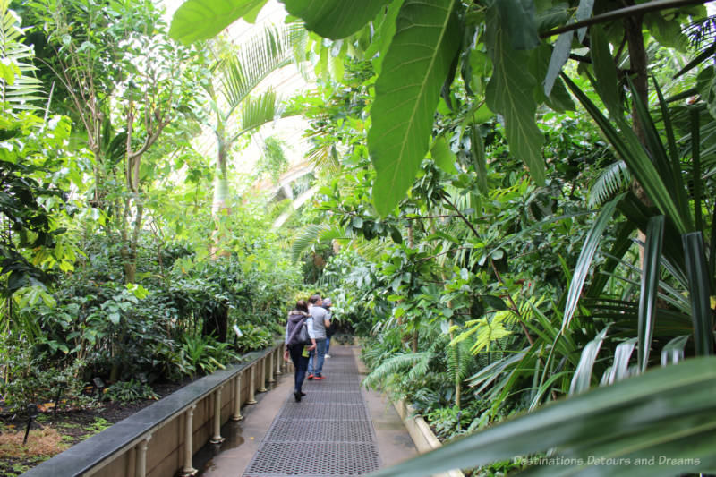 Walkway surrounded by palm trees inside the Palm House at Kew