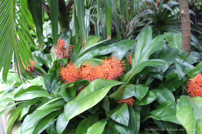 Orange spikey flowers amid palm leaves in the Palm House at Kew