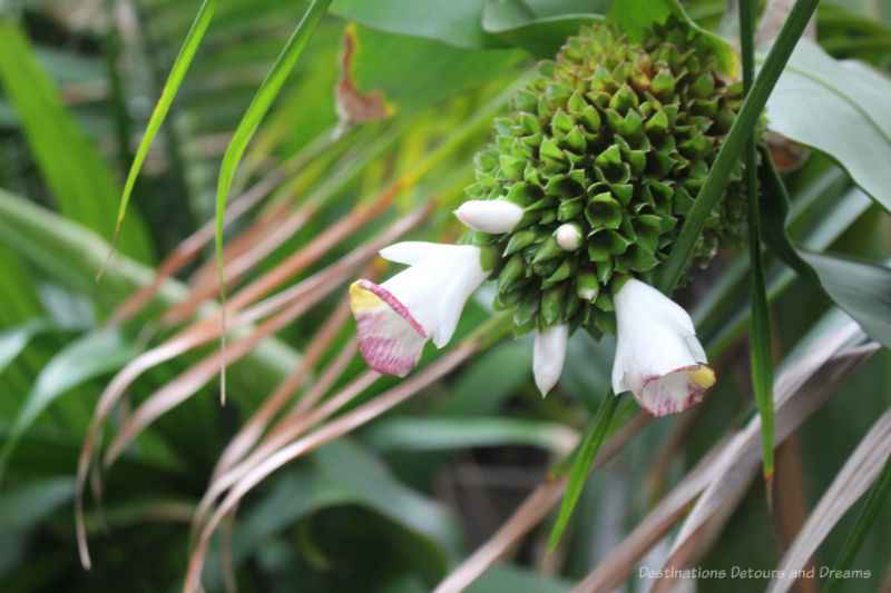 Delicate rose-edged white flower hanging from cone in the Palm House at Kew