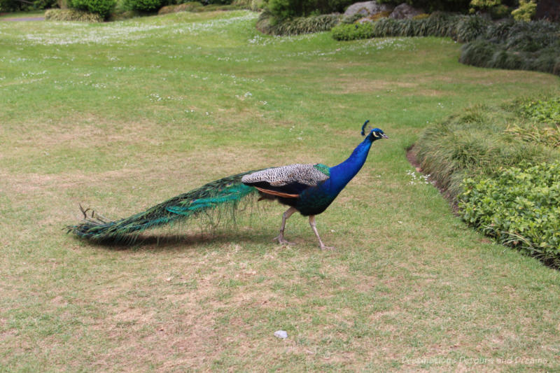 Peacock on grassy area at Kew Gardens